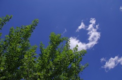 cafe la famille（茨城県結城市）7