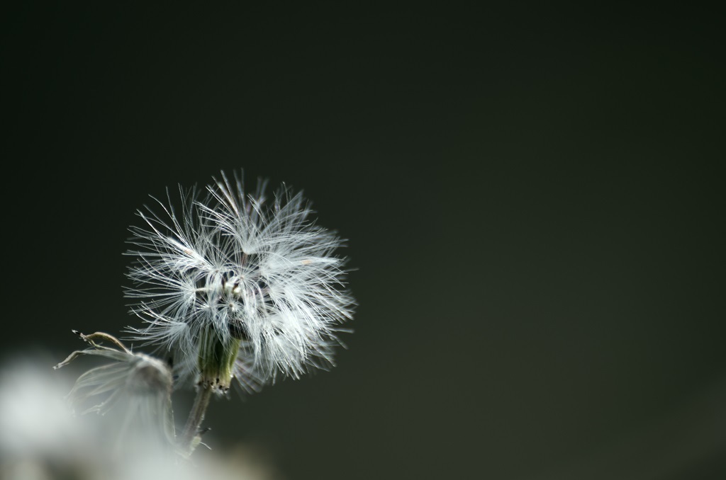 早春の風に乗って