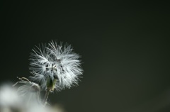 早春の風に乗って