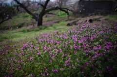 I春の草花２