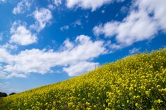 菜の花土手（荒川）