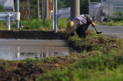 畔の草取り