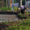 畔の草取り