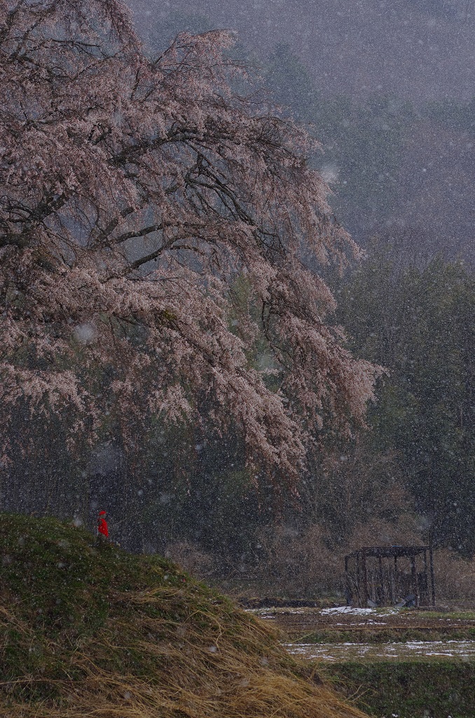 上発知の枝垂れ桜