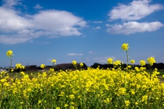 菜の花土手３