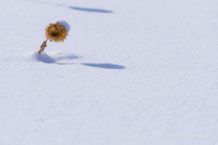 IMGP9039-2