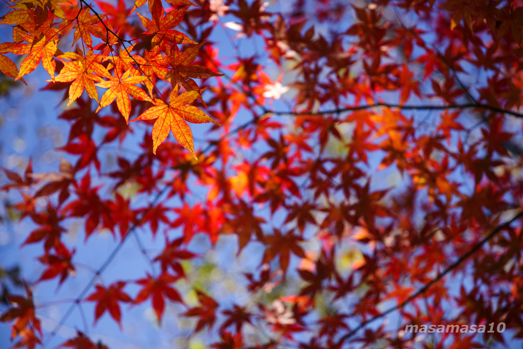 IMGP7296-2