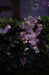 大石寺の枝垂れ桜