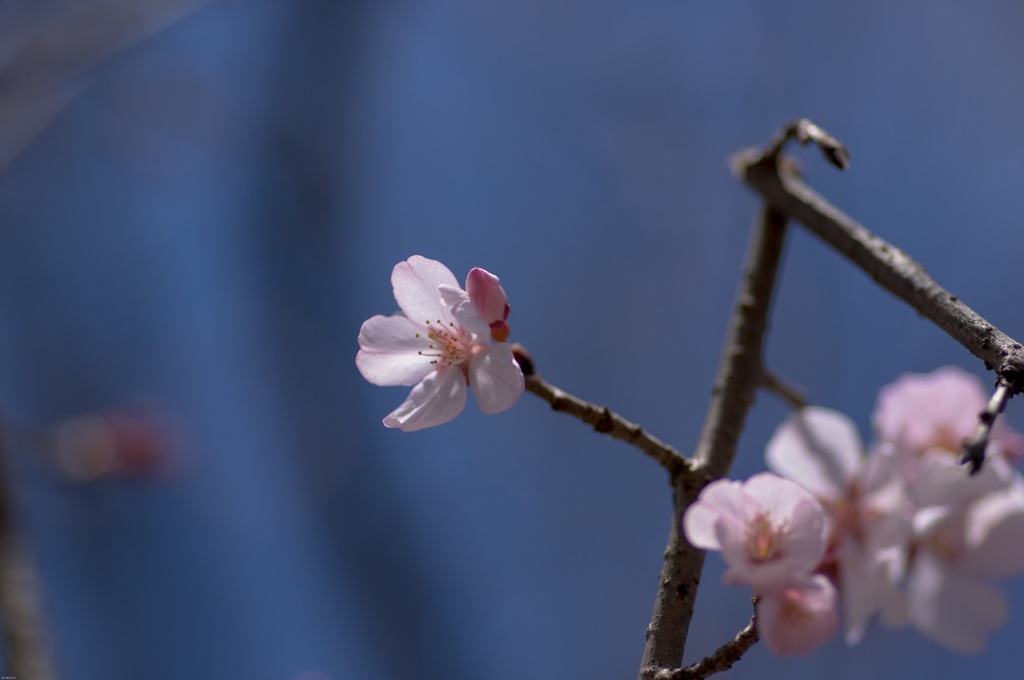 貞山桜