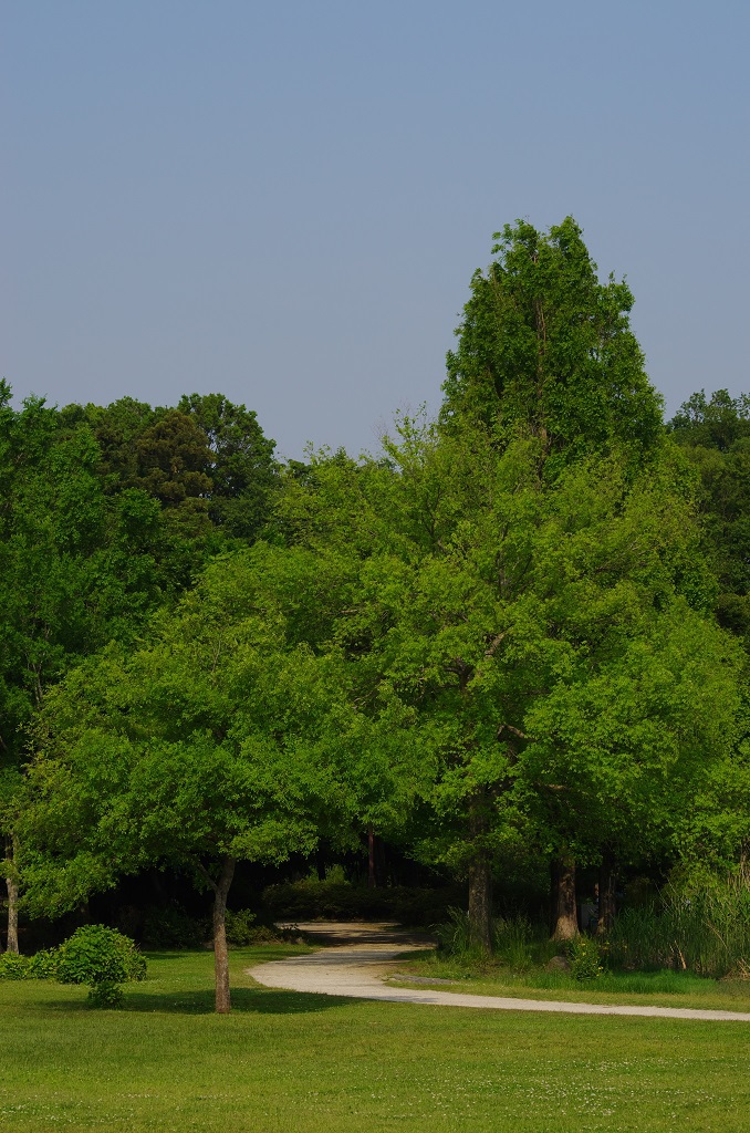 見沼自然公園の新緑