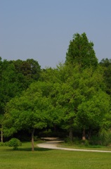 見沼自然公園の新緑