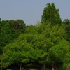見沼自然公園の新緑