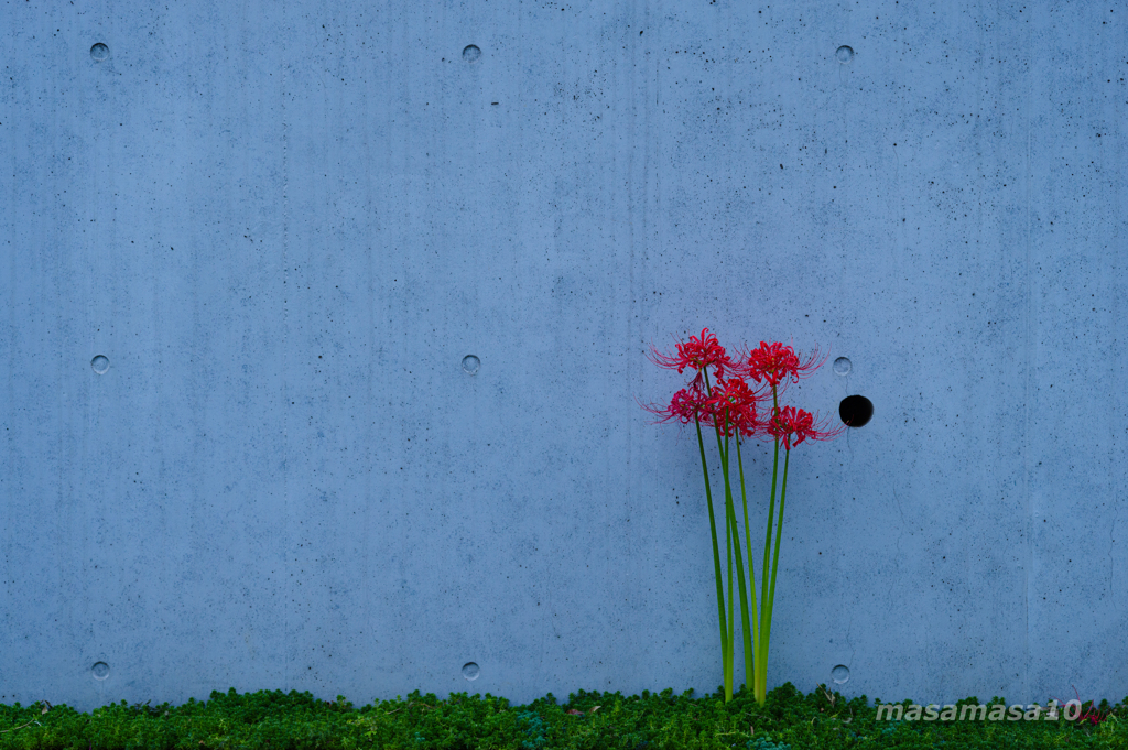路傍の華