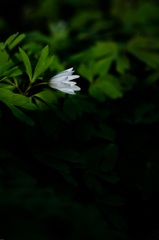 あずまいちげ