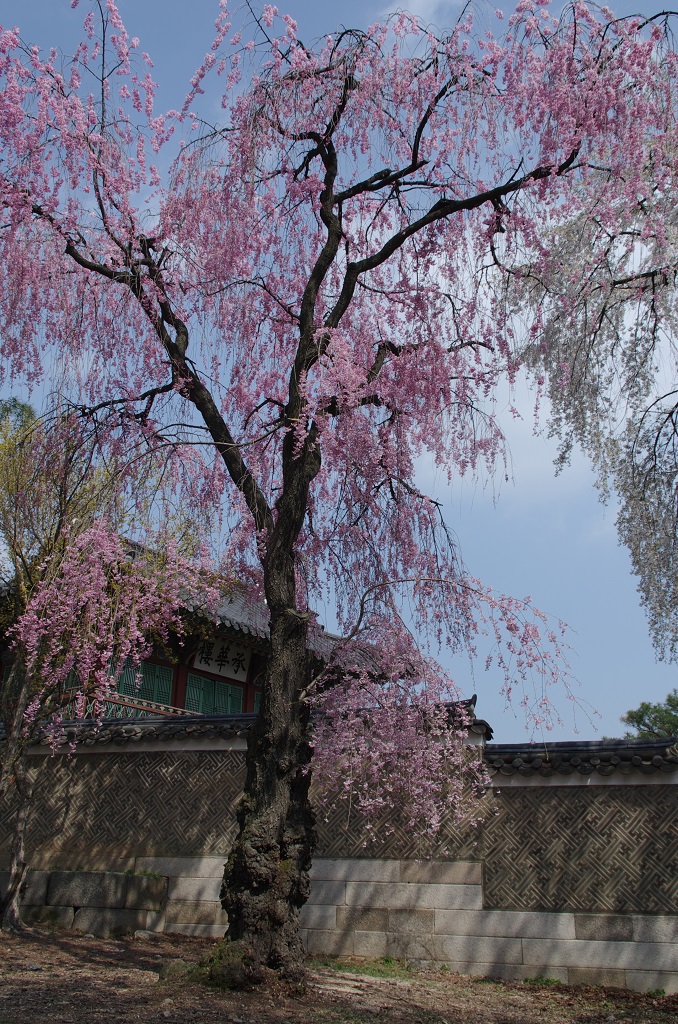 昌徳宮の枝垂れ桜