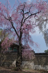 昌徳宮の枝垂れ桜