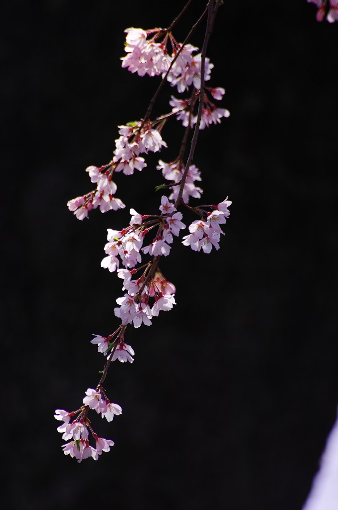 大石寺の桜
