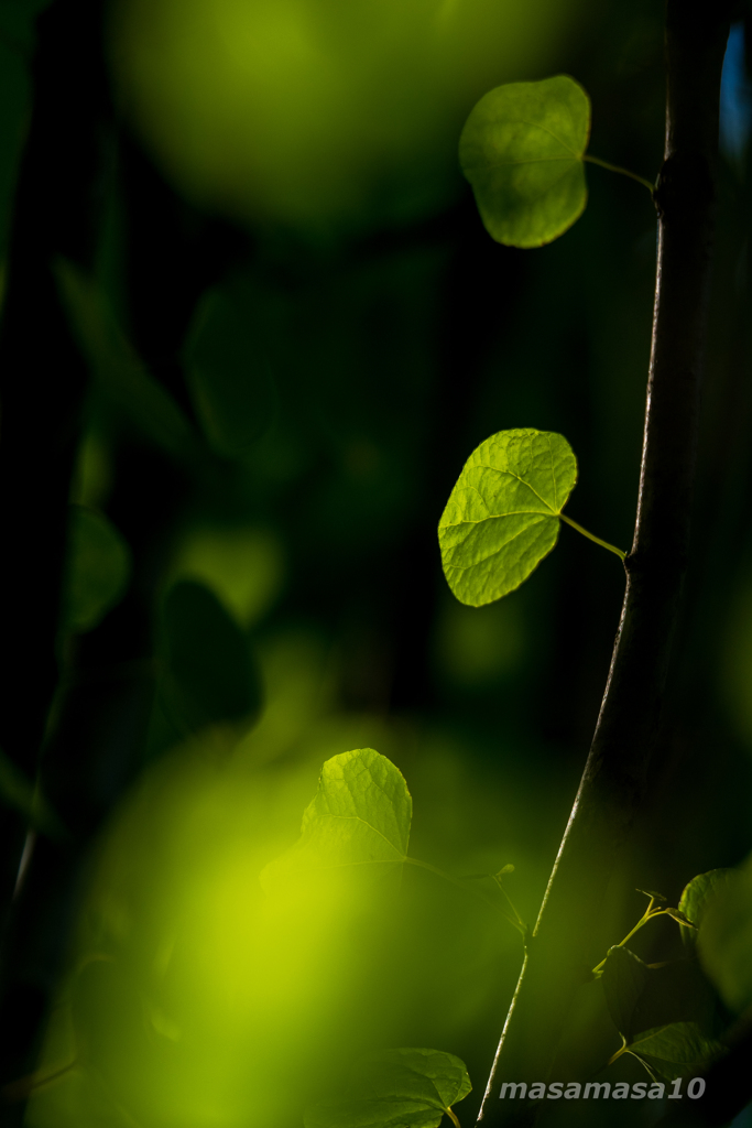 IMGP4749-3