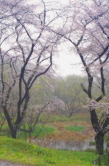 城ケ谷堤の雨のさくら