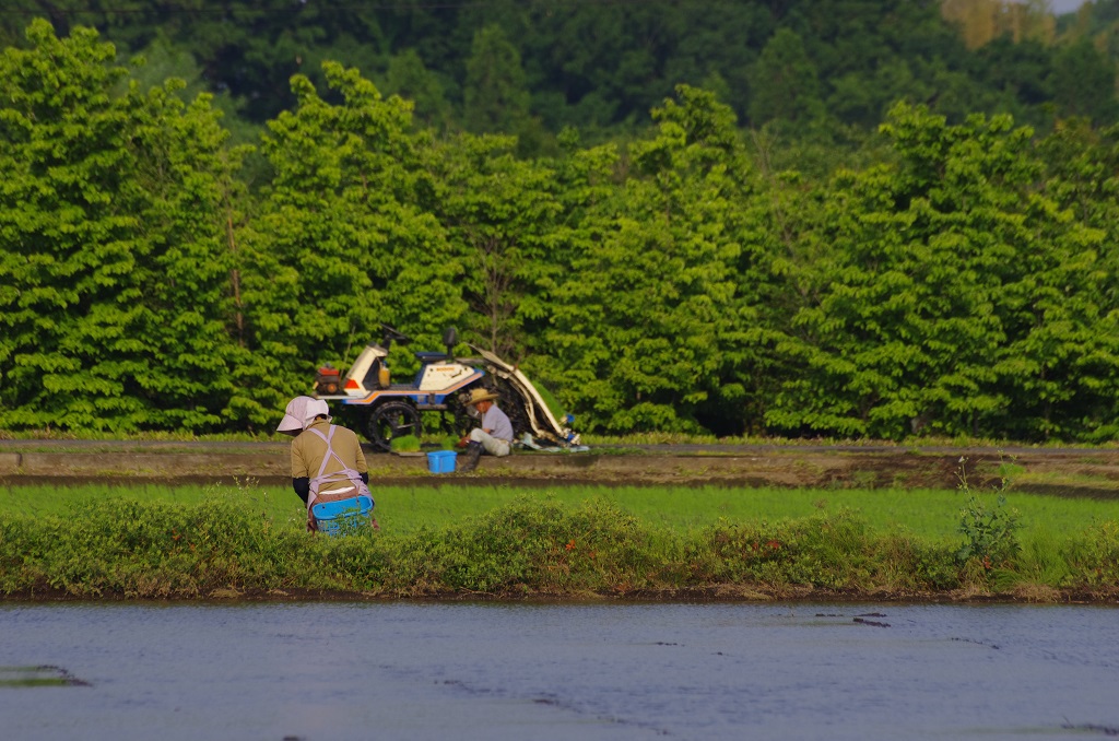 夫婦で田植え