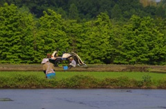 夫婦で田植え