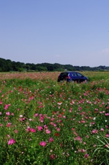 ポピー畑に佇むゴルフ