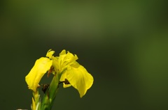 見沼の黄菖蒲
