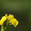 見沼の黄菖蒲