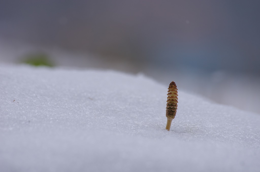 雪の下から．．．
