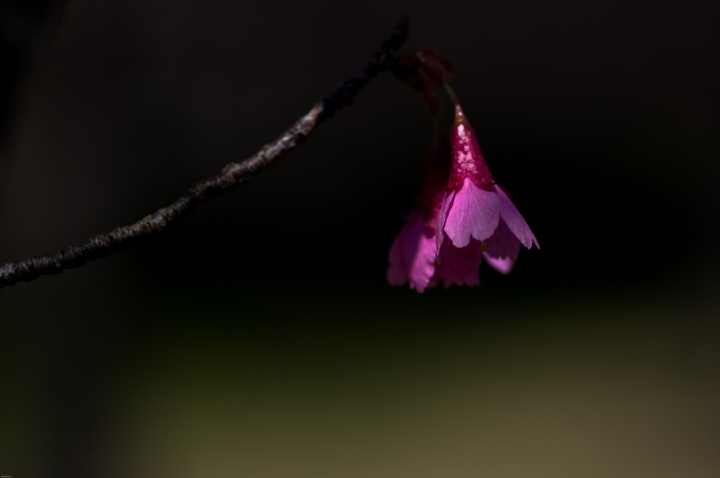 寒緋桜２