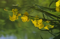 水鏡の黄菖蒲