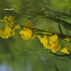水鏡の黄菖蒲