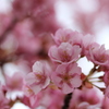 河津桜