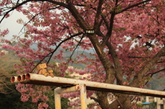 河津桜でダンボーと２