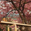 河津桜でダンボーと２