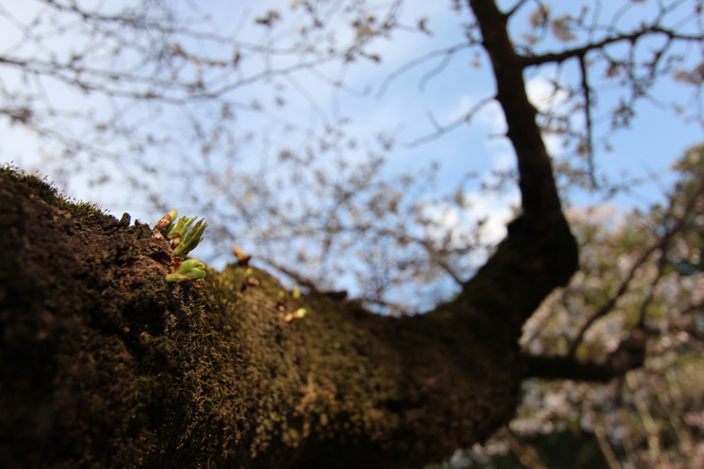 芽