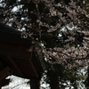 手水と桜