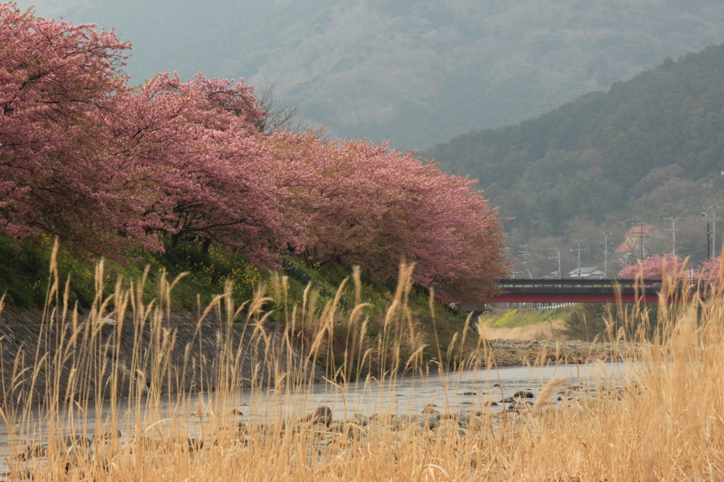 伊豆、河津桜