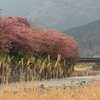 伊豆、河津桜