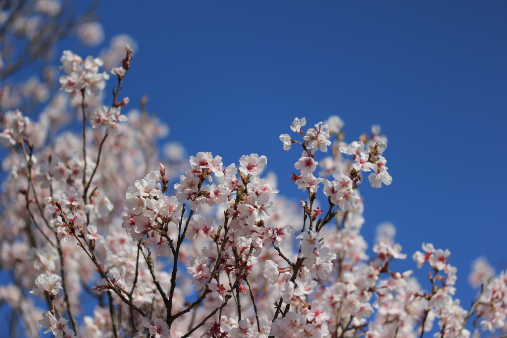 武田神社の桜