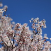 武田神社の桜