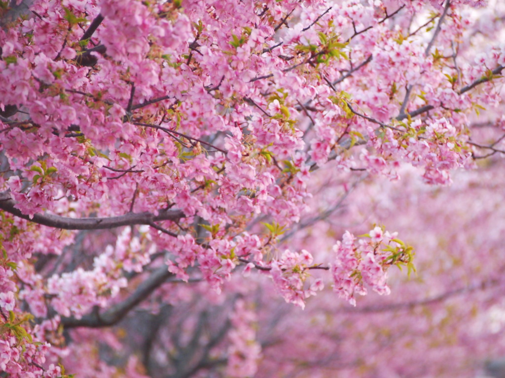 河津桜