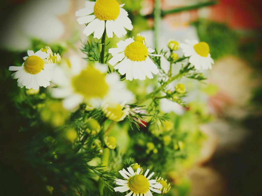 chamomile