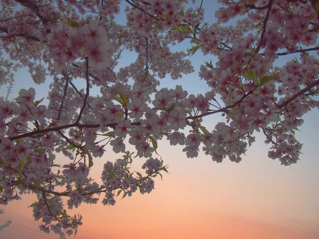 河津桜