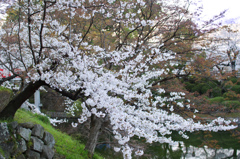  奥ゆかしく咲く桜