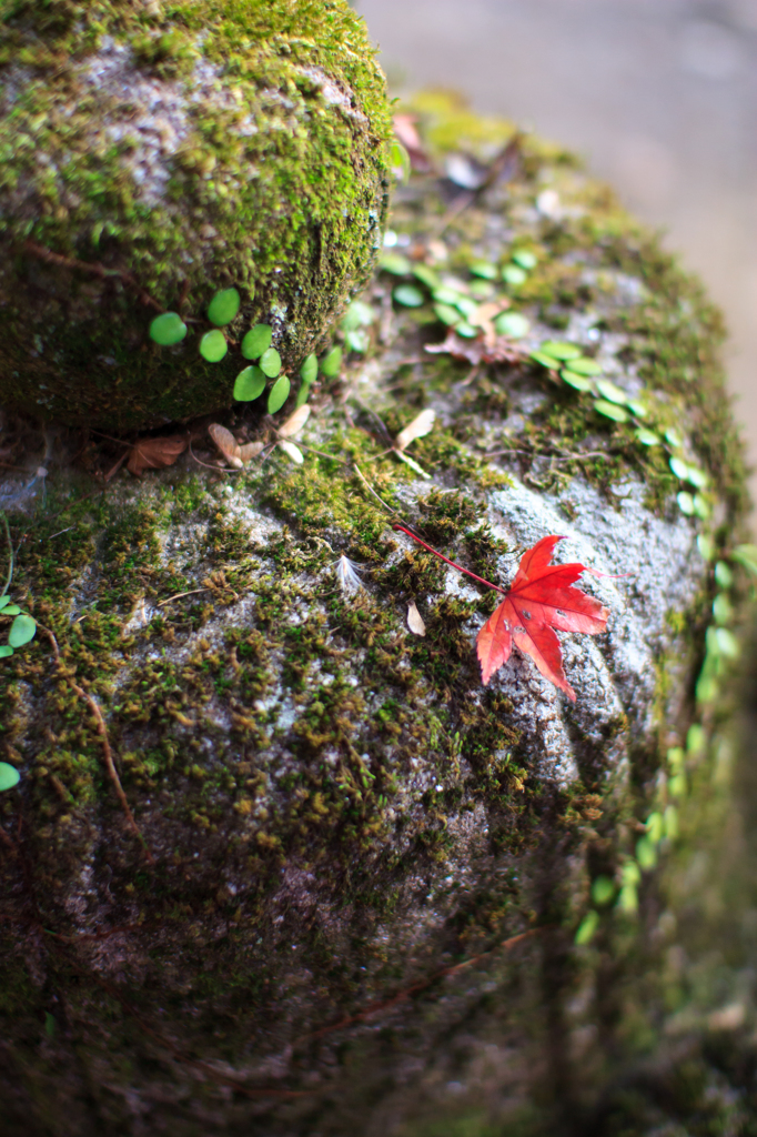 灯篭に降った秋