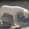 犬