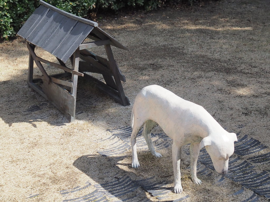 犬