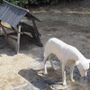 犬