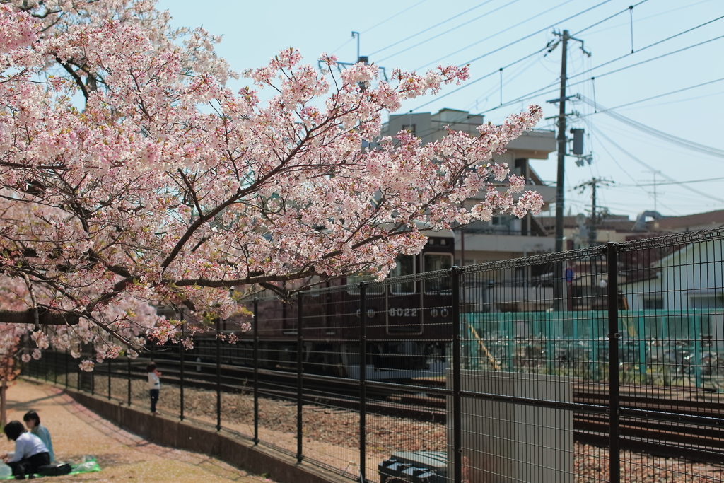 阪急電車とサクラ